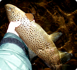 West Branch Brown Trout