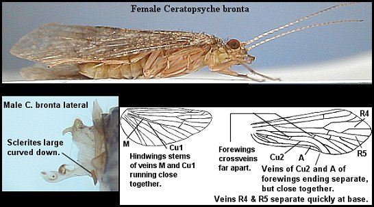 Aquatic insect, Ceratopsyche bronta, Spotted Sedge, Delaware, river, fly fishing, identification, mayflies, caddisflies, stoneflies.