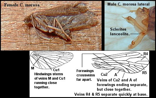 Aquatic insect, Ceratopsyche morosa, Spotted Sedge, Delaware, river, fly fishing identification, mayflies, caddisflies, stoneflies.