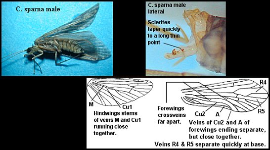 Aquatic insect, Ceratopsyche sparna, Spotted Sedge, Delaware, river, fly fishing identification, mayflies, caddisflies, stoneflies.