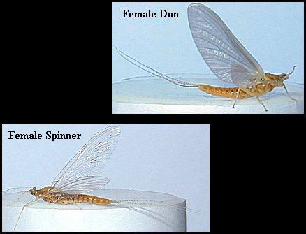 Aquatic insect, Ephemerella invaria, Sulphur, insect identification, Delaware, river, fly fishing, identification, mayflies, caddisflies, stoneflies.