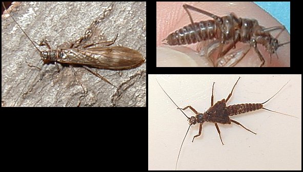 Strophopteryx Fasciata, Brown Stonefly